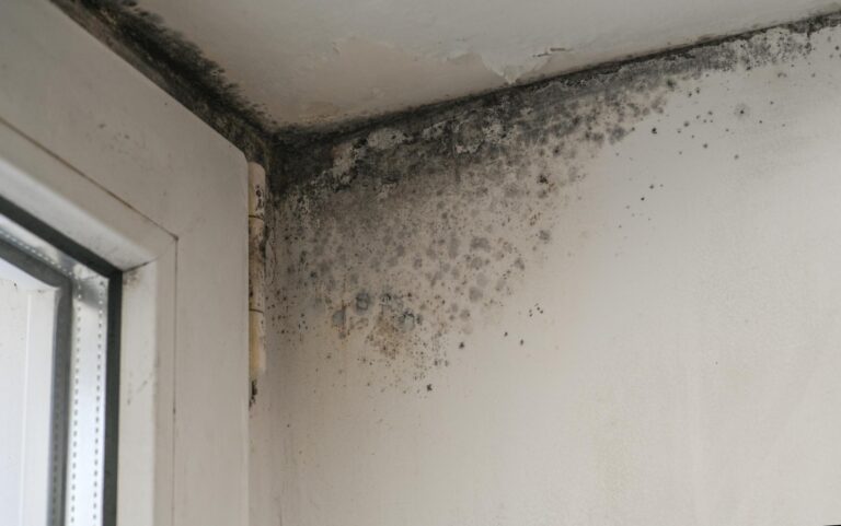 What Causes Mold in Homes